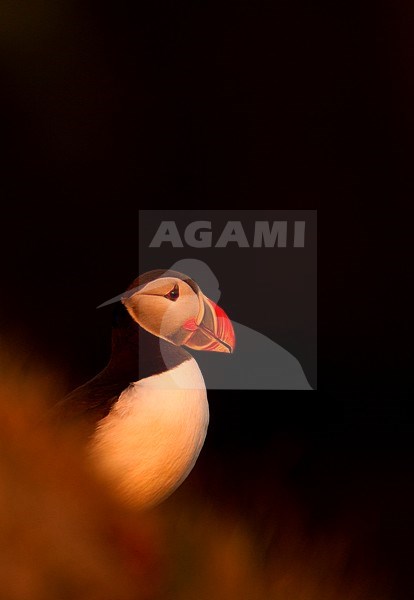 Portret Papegaaiduiker, Close-up Atlantic Puffin stock-image by Agami/Danny Green,