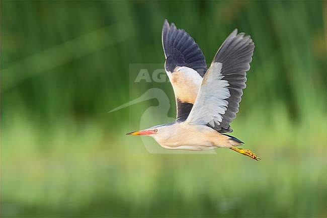 Little Bittern (Ixobrychus minutus), side view of an adult male in flight, Campania, Italy stock-image by Agami/Saverio Gatto,