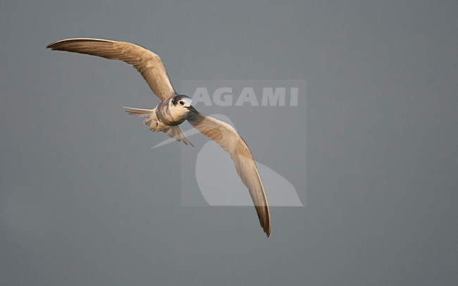 Witwangstern in vlucht, Whiskered Tern in flight stock-image by Agami/Markus Varesvuo,