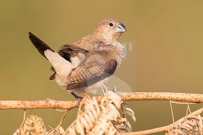 African Silverbill (Euodice cantans), single individual perched on a branch stock-image by Agami/Saverio Gatto,