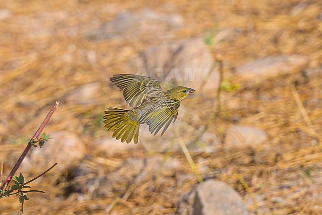 Rüppell’s Weaver (Ploceus galbula) flying, in Oman. stock-image by Agami/Sylvain Reyt,