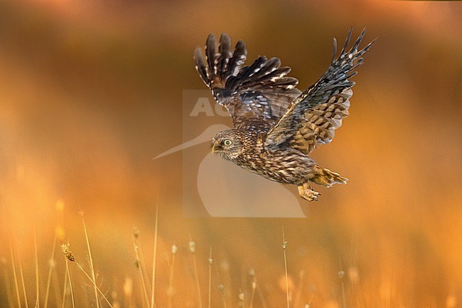 Little Owl (Athene noctua) in Italy. In flight. stock-image by Agami/Daniele Occhiato,