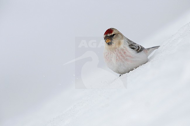 Witstuitbarmsijs; Arctic Redpoll; stock-image by Agami/Chris van Rijswijk,
