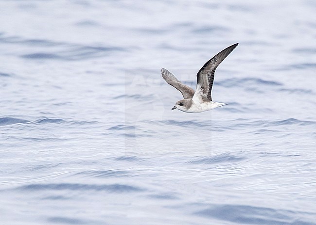 Endangered Zino's Petrel (Pterodroma madeira) in flight over the Atlantic ocean near Madeira. Flying low over the sea surface. stock-image by Agami/Marc Guyt,