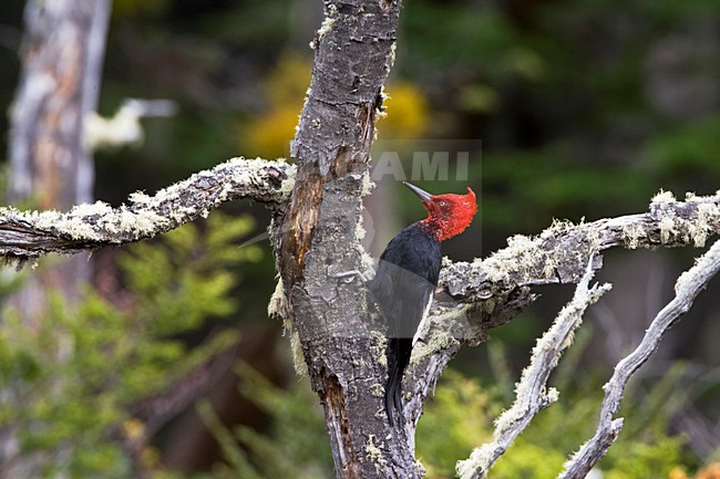 Mannetje Magelhaenspecht; Male Magellanic Woodpecker stock-image by Agami/Marc Guyt,
