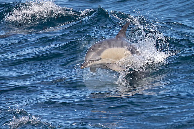 Common dolphin (Delphinus delphis) jumping, with waves as background stock-image by Agami/Sylvain Reyt,