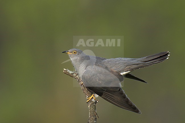 Common Cuckoo (Cuculus canorus), adult bird perched on a dry tree against green background in Finland stock-image by Agami/Kari Eischer,