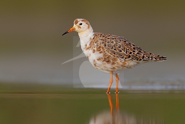 Ruff (Philomachus pugnax) in Italy. stock-image by Agami/Daniele Occhiato,