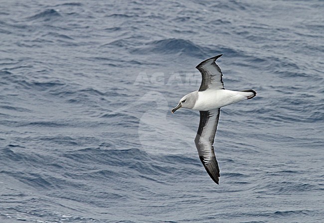Adult Grey-headed Albatross (Thalassarche chrysostoma) in flight. stock-image by Agami/Pete Morris,