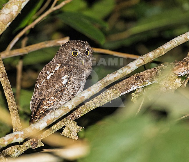 Foothill Screech Owl (Megascops roraimae helleri) in Peru. Also known (and split) as Napo Screech-Owl (Megascops napensis). stock-image by Agami/Pete Morris,