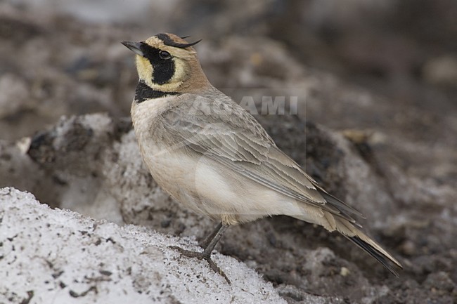 Atlasstrandleeuwerik op de grond; Atlas Horned Lark on the ground stock-image by Agami/Daniele Occhiato,