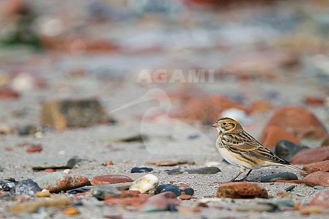 Lapland Bunting (Calcarius lapponicus lapponicus), also known as Lapland Longspur, foraging on a beach in Germany during autumn. stock-image by Agami/Ralph Martin,