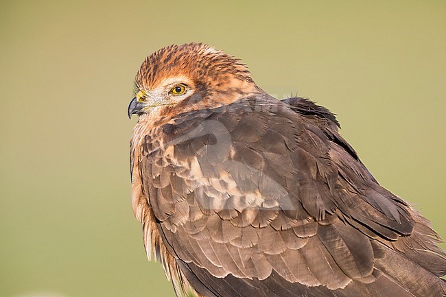 Montagu's Harrier (Circus pygargus), adult female close-up stock-image by Agami/Saverio Gatto,