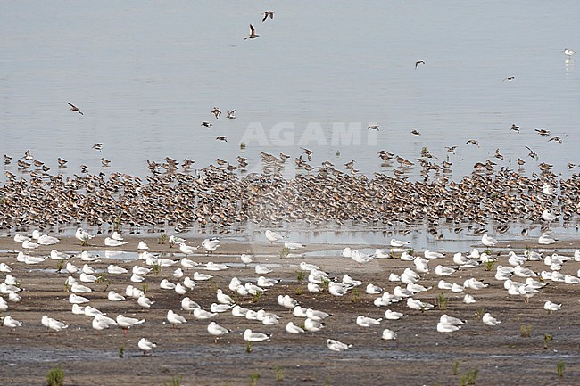 Grote groepen vogels in Westhoek; Bird flocks at Westhoek stock-image by Agami/Marc Guyt,