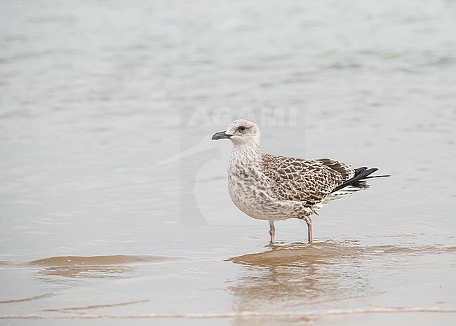 First calendar year Yellow-legged Gull (Larus michahellis) standing on the beach in the Ebro delta in Spain. stock-image by Agami/Marc Guyt,