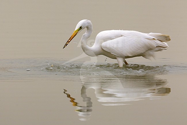 Vissende Grote Zilverreiger; Fishing Great Egret stock-image by Agami/Daniele Occhiato,