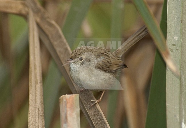 Gestreepte Prinia; Graceful Prinia stock-image by Agami/Marc Guyt,