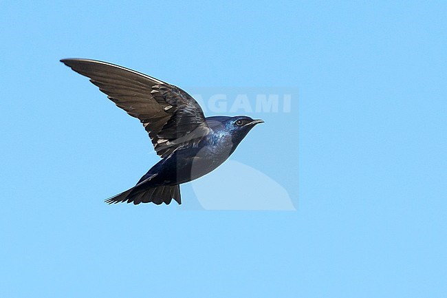 Adult male Purple Martin (Progne subis) in flight at Brazoria County, Texas, USA. stock-image by Agami/Brian E Small,