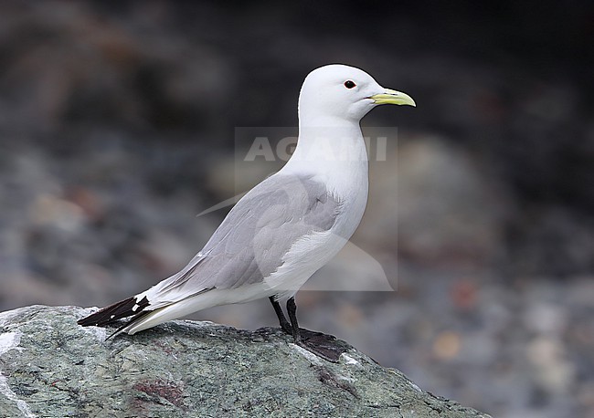 Black-legged Kittiwake (Rissa tridactyla pollicaris) taken the 20/06/2022 at Homer - Alaska - USA stock-image by Agami/Aurélien Audevard,