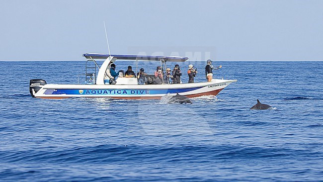 Spinner Dolphins (Stenella longirostris) together with a boat watching dolphins. stock-image by Agami/Lennart Verheuvel,