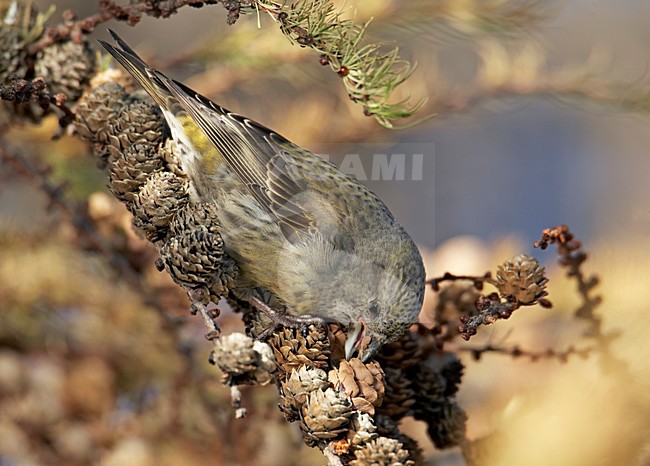 Onvolwassen Kruisbek foeragerend in larix; Immature Common Crosbill foraging in larch stock-image by Agami/Markus Varesvuo,
