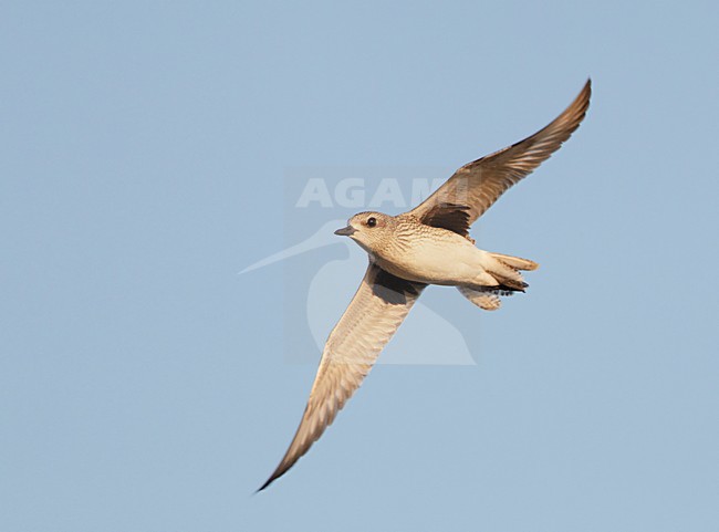 Zilverplevier in de vlucht; Grey Plover in flight stock-image by Agami/Markus Varesvuo,