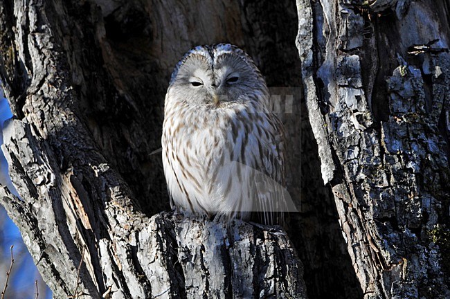 Oeraluil zittend in boomholte; Ural Owl perched in tree hole stock-image by Agami/Rob Riemer,