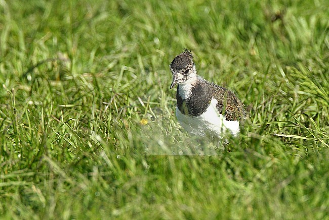 Jonge Kievit, Northern Lapwing juvenile stock-image by Agami/Roy de Haas,