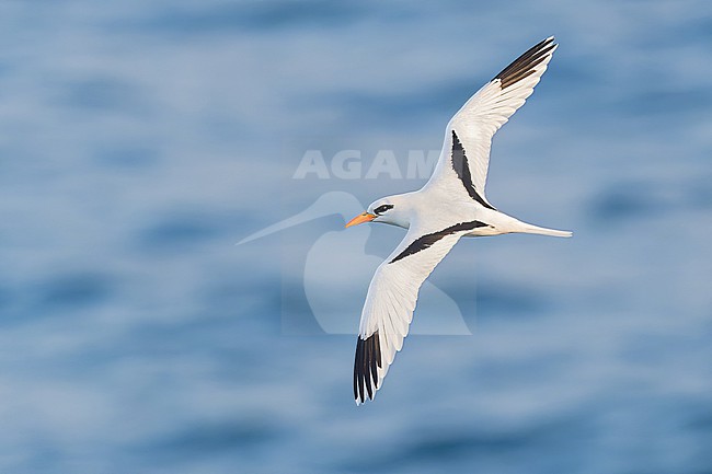 Catesby's White-tailed Tropicbird (Phaethon lepturus catesbyi) in flight in Puerto Rico. stock-image by Agami/Dubi Shapiro,