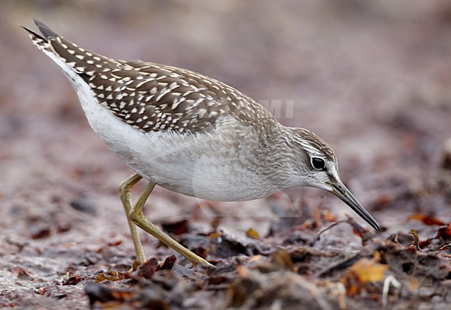 Juveniele Bosruiter; Juvenile Wood Sandpiper stock-image by Agami/Markus Varesvuo,