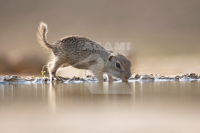  stock-image by Agami/Han Bouwmeester,