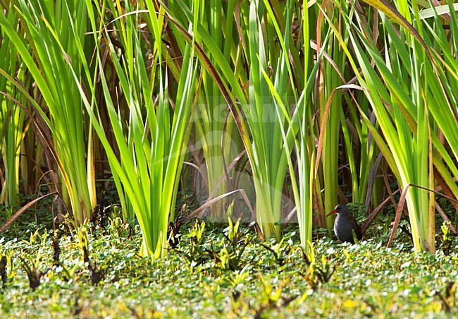 BogotÃ¡waterral in moerasgebied; Bogota Rail in wetland habitat stock-image by Agami/Marc Guyt,
