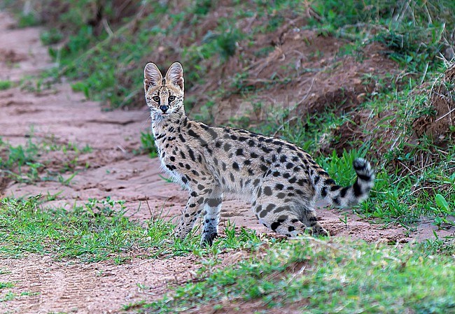 An alert Serval, Leptailurus serval, in Kenya. stock-image by Agami/Dani Lopez-Velasco,