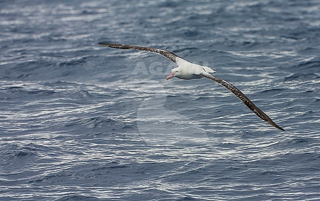 Adult Tristan Albatross, Diomedea dabbenena, at sea off Gough in the southern Atlantic Ocean. stock-image by Agami/Marc Guyt,
