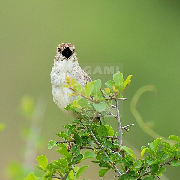 Rattling Cisticola (Cisticola chiniana campestris), adult showing its black mouth while singing, Mpumalanga, South Africa stock-image by Agami/Saverio Gatto,