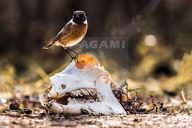 Wintering male European Stonechat (Saxicola rubicola) in Italy. Perched on the skull of a dead animal. Photographed with backlight. stock-image by Agami/Daniele Occhiato,