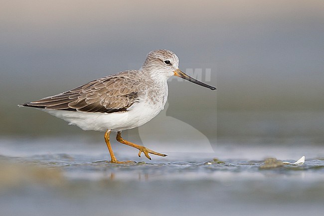 Terek Sandpiper - Terekwasserläufer - Xenus cinereus, Oman, nonbreeding stock-image by Agami/Ralph Martin,
