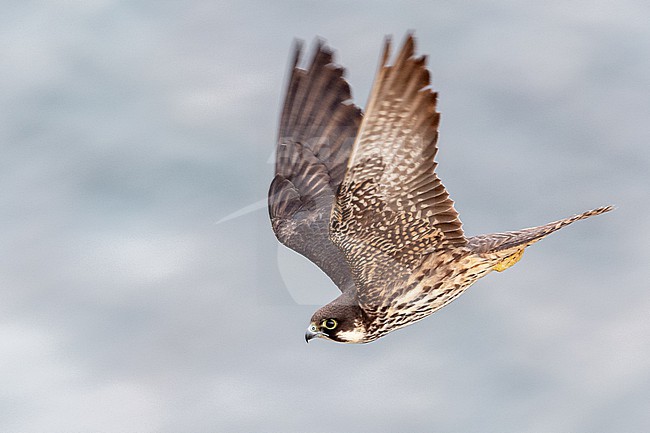 Falco eleonorae, Eleonora's Falcon stock-image by Agami/Eduard Sangster,