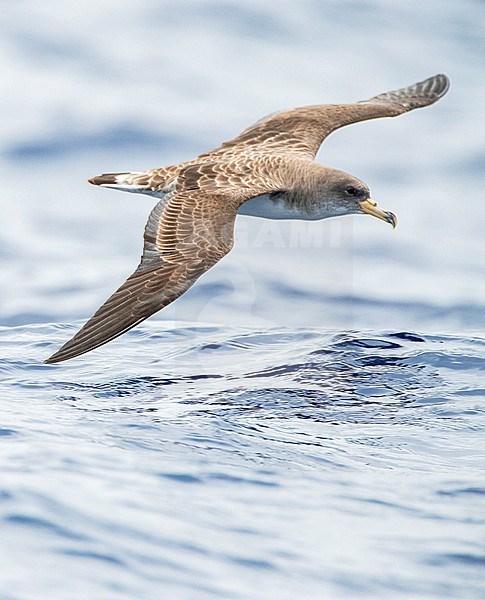 Cory's Shearwater (Calonectris borealis) off Madeira. Flying over the Atlantic ocean. stock-image by Agami/Marc Guyt,