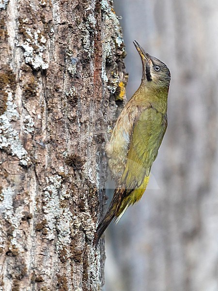 Levaillant's Woodpecker (Picus vaillantii) in Morocco. stock-image by Agami/Daniele Occhiato,