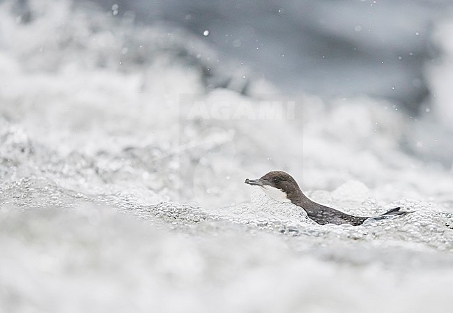 Dipper (Cinclus cinclus) Kuusamo, Finland January 2018 stock-image by Agami/Markus Varesvuo,