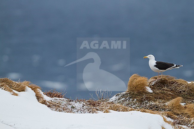 Great Black-backed Gull, Grote Mantelmeeuw, Larus marinus, Norway, adult stock-image by Agami/Ralph Martin,
