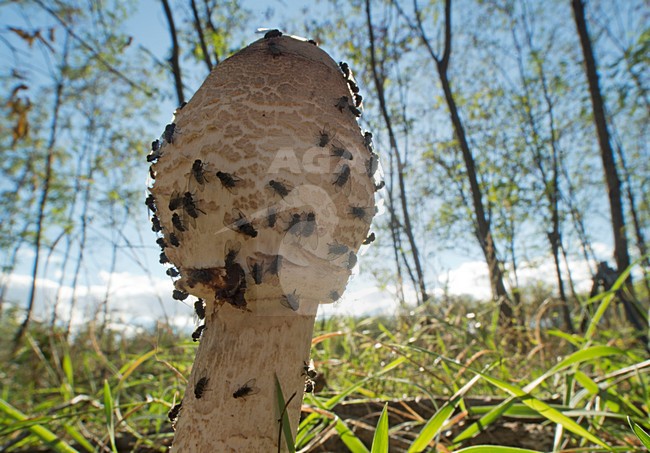  stock-image by Agami/Rob de Jong,