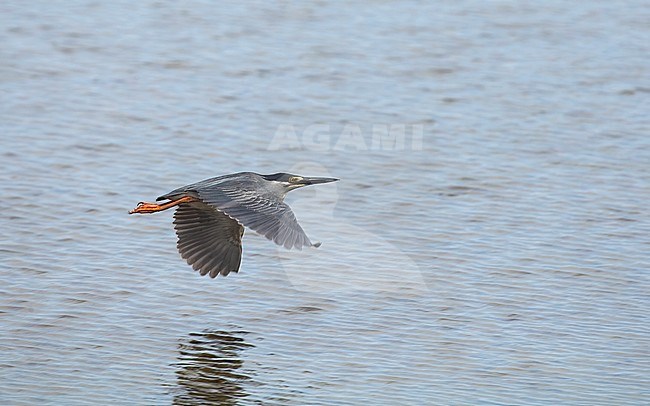 Little Heron, Butorides atricapilla, in flight at Khok Khami, Thailand stock-image by Agami/Helge Sorensen,