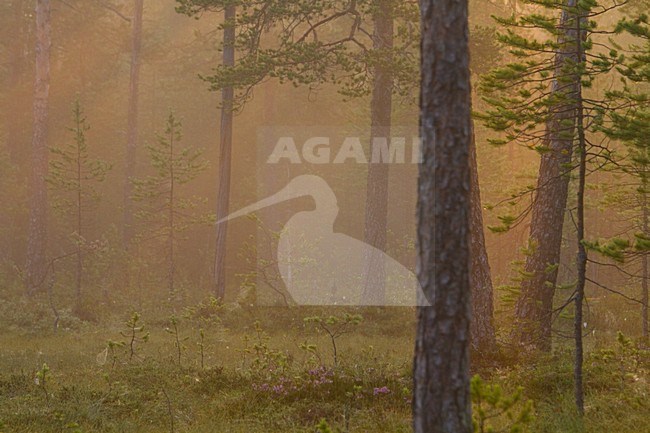 Taiga Finland stock-image by Agami/Menno van Duijn,