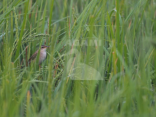 Pallas's Grasshopper Warbler (Locustella certhiola) perched in reed in Thailand stock-image by Agami/James Eaton,