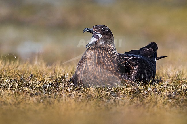 Great Skua (Catharacta skua) in breeding habitat on the arctic tundra of Iceland during late spring. Calling from its nest. stock-image by Agami/Daniele Occhiato,