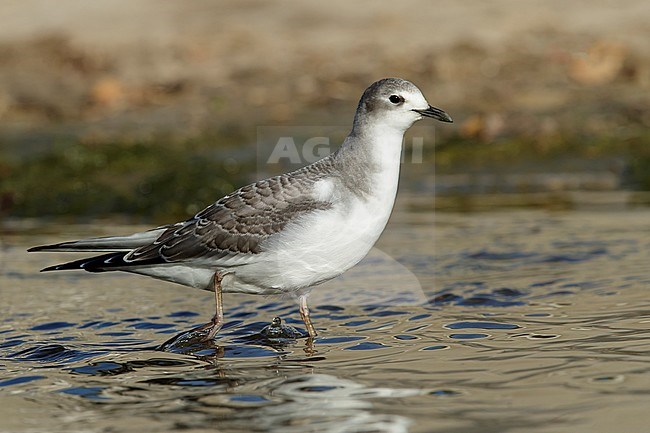 First-winter Sabine's Gull (Xema sabini) standing on the beach at Los Angeles, California, USA in October 2016. stock-image by Agami/Brian E Small,