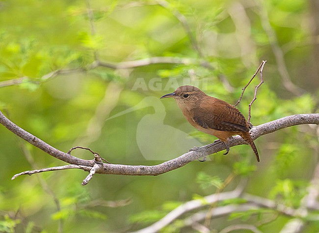 Grenada Wren (Troglodytes grenadensis) on Grenada, an island country of the West Indies in the eastern Caribbean Sea. stock-image by Agami/Pete Morris,