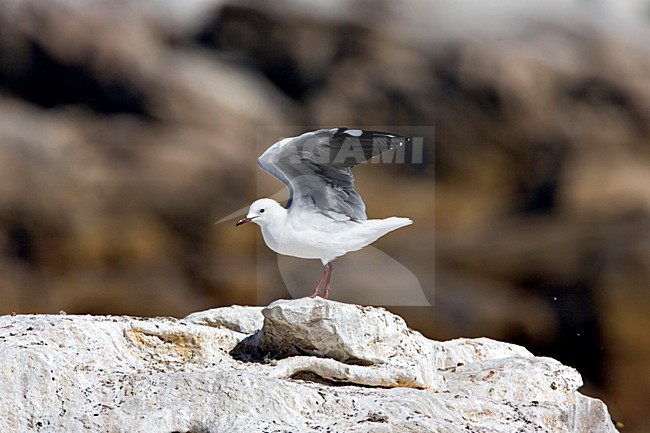Volwassen Hartlaubs Meeuw; AdultHartlaub\'s Gull stock-image by Agami/Marc Guyt,